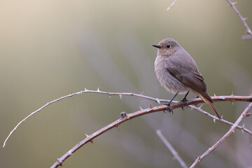 Female black redstart (Phoenicurus ochruros) 