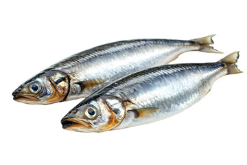 Pair of Fresh Raw Silver Herring Fish on Transparent Background Close Up Studio Shot Seafood Ingredient