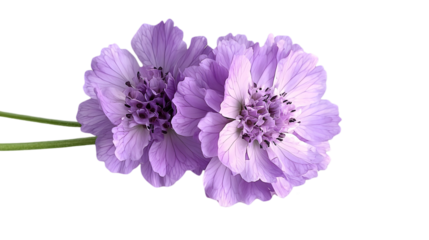 Pair of Light Purple Flowers with Black Spotting on Black Background Isolated Floral Composition