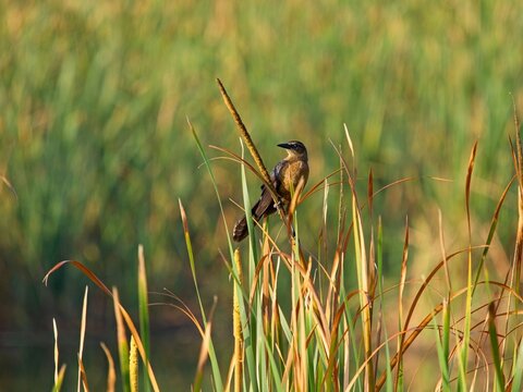 Female great-tailed grackle perched on cat-tail reed in wetlands of Viera Florida