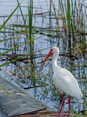 American white ibis at wetland waters edge  in wetlands