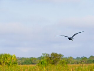 Little blue heron in flight across open wetland plains