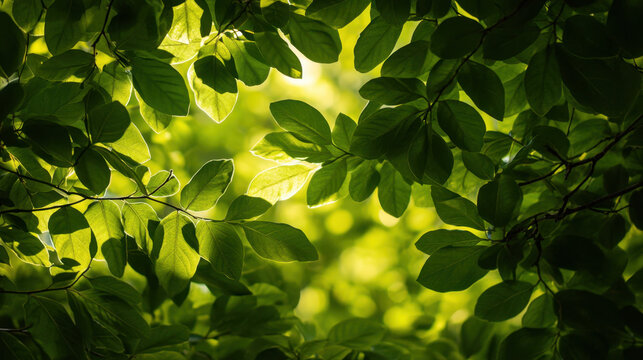 Vibrant green leaves forming a lush canopy with dappled sunlight creating a peaceful and natural environment for relaxation and contemplation outdoor - Powered by Adobe