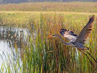 Great blue heron takes flight with branch for nest building in wetland waters