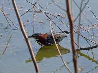 Green heron and shadow stalking prey in wetland waters