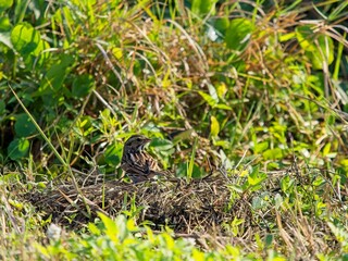 Savannah sparrow in wetland thicket