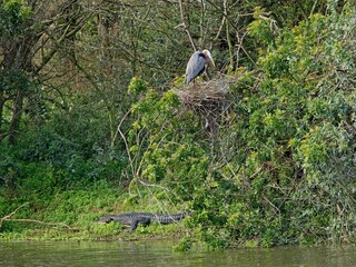 American alligator and great blue heron coexist at waters edge of wetland island