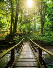 Lush green forest with sunlight filtering through dense foliage, a small wooden bridge over a stream