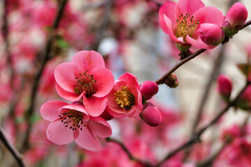 Close up of the flowers of Chaenomeles speciosa, also known as Japonica or Flowering Quince
