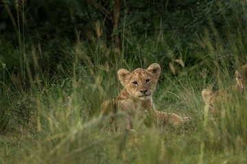 Lion in the Murchison Falls National park. Panthera leo lays in the grass. Safari in Uganda.	