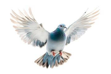Obraz premium Pigeon in Mid Flight with Wings Spread Against a Transparent Backdrop with Vibrant Blue and White Plumage Details