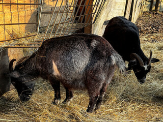 Brown Czech goats grazing on hay