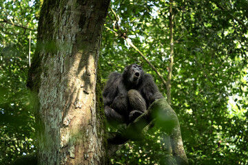 Chimpanzee in the forest. Chimp in the protected Kibale forest. Safari in Uganda. African wildlife.	