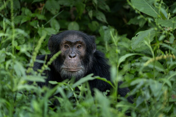 Chimpanzee in the forest. Chimp in the protected Kibale forest. Safari in Uganda. African wildlife.	