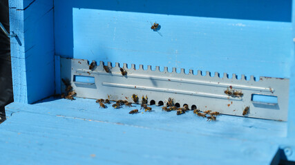 Bees gather around a blue hive during a sunny afternoon in a pollinator-friendly garden