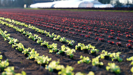 Vibrant rows of growing lettuce in a farm field under clear sky during daylight