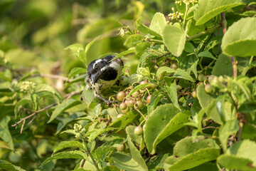Spot flanked barbet on the garden. Black and white bird in Uganda. 