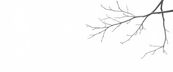 Fototapeta premium Intricate, bare branches isolated against a pure white backdrop, form, silhouette
