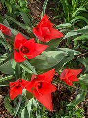 An overhead photo highlighting vibrant delicate petals of red tulips, with fine details of its anatomy visible under natural sunlight in the garden.