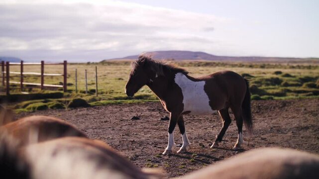 Icelandic horse standing in rural landscape