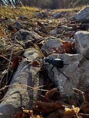 Beetle on Rocks: Natural Outdoor Detail