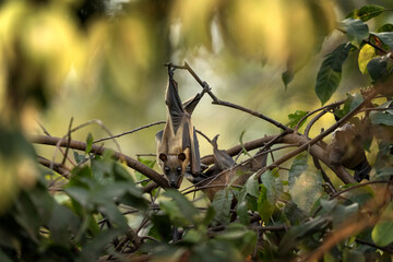Straw coloured fruit bat on tree in Uganda. Colony of bats during day. Group of flying fox on the tree.	