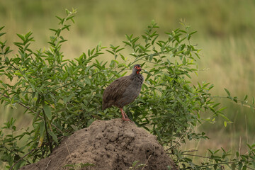 Red necked spurfowl is observing on the hill. Francolin during safari in Queen Elizabeth NP