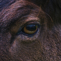 Close-up of a horse's eye showcasing intricate details in natural light at a serene countryside setting