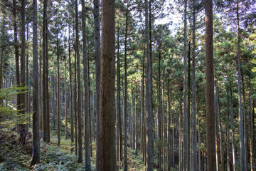 杉木立が続く静かな山道の風景