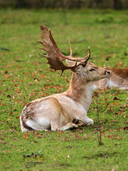 Majestic male deer relaxing on green grass in a peaceful forested area during daylight hours