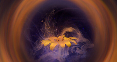 Dye splash. Art nature. Purple spray puff shot in fresh bloom orange flower. Paint drop flowing...