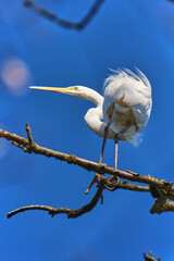 Elegant white heron perched on a branch against a clear blue sky during a sunny day in nature