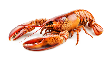 A large lobster with red claws and orange spots. The lobster is lying on a white background. Concept of abundance and luxury, as lobsters are often considered a delicacy