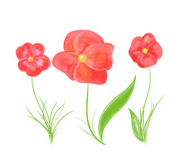 Red Poppyc Flowers Illustration Minimalist Style
