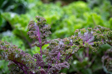 Organic purple curly kale with raindrops on leaves, homegrown on an allotment