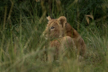 Lion in the Murchison Falls National park. Panthera leo lays in the grass. Safari in Uganda.	
