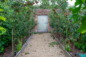 Juicy organic Braeburn (common eating) apples growing on trained trestles in an English orchard....