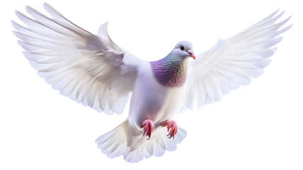 A white pigeon with a pinkish-purple head and feet is flying in the air. The bird has a red beak and is surrounded by a white background