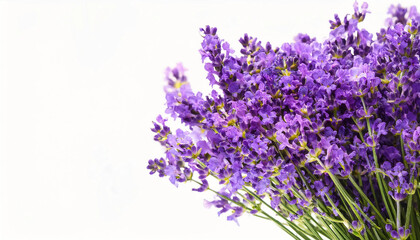 A neatly tied bundle of dried lavender with deep purple flowers, resting on a white surface, exuding a sense of relaxation and rustic charm.