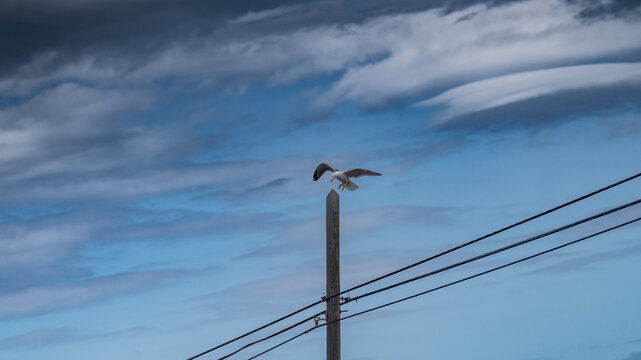 Gaviota posando en el poste del cableado el&eacute;ctrico