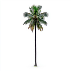 Obraz premium Elegant palm tree set against a clean white background providing ideal copy space for text or design elements in a minimalist style highlighting the beauty of tropical flora