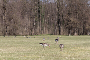A peaceful scene in the English Garden in Munich, where a family of geese leisurely walks along a calm pathway.