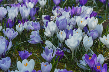 Crocus flowers blooming in the garden. Early spring. Europe.