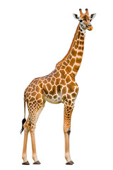 Naklejka premium Realistic Standing Giraffe isolated on white background