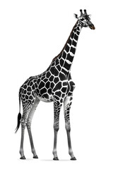 Naklejka premium Black and white Standing Giraffe vector style illustration isolated on white background