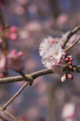spring cherry blossom flowers in bloom