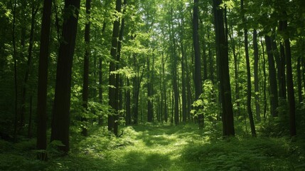 Fototapeta premium Sunlit Forest Path, Lush Green Canopy