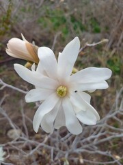 white flower