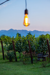 Vineyards at dusk, light bulb from a garland in the foreground
