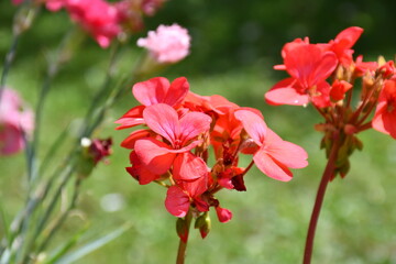 Reddish orange Pelargonium 